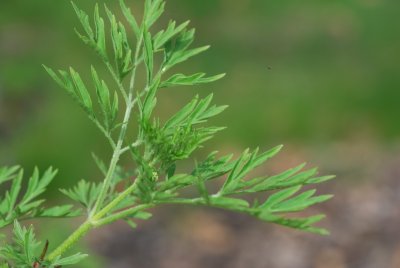 Sambucus nigra 'Linearis' - bez černý 'Linearis' - jarní výhonky